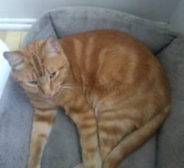 Monrovia Lost Cat:
Last seen Saturday morning 11/9/19 at 7 a.m. At the corner of Foothill +Ivy. 
Kirby/Embree is neutered, microchipped and was wearing a collar with a bell.

Please call/text if you have any information or may have seen him. You can contact us at : info@thetnrproject.org  or call 626.470.7034.

We're helping to find an indoor cat who got out while his owners were away for the weekend. The caretaker came to feed and he escaped. Unfortunately, he is in heavy Coyote territory and has a bell on to alert them to his exact location. This is why we always discourage bells on collars.. For just this reason. Things happen! 
Please share and keep your eyes out. Please pray on Nextdoor if you are in Monrovia.

Thank you and hug your kitties!

<a target='_blank' href='https://www.instagram.com/explore/tags/lostcat/'>#lostcat</a> <a target='_blank' href='https://www.instagram.com/explore/tags/monrovia/'>#monrovia</a> <a target='_blank' href='https://www.instagram.com/explore/tags/lostcatMonrovia/'>#lostcatMonrovia</a> <a target='_blank' href='https://www.instagram.com/explore/tags/orangecat/'>#orangecat</a> <a target='_blank' href='https://www.instagram.com/explore/tags/pleaseshare/'>#pleaseshare</a> <a target='_blank' href='https://www.instagram.com/explore/tags/thetnrproject/'>#thetnrproject</a>