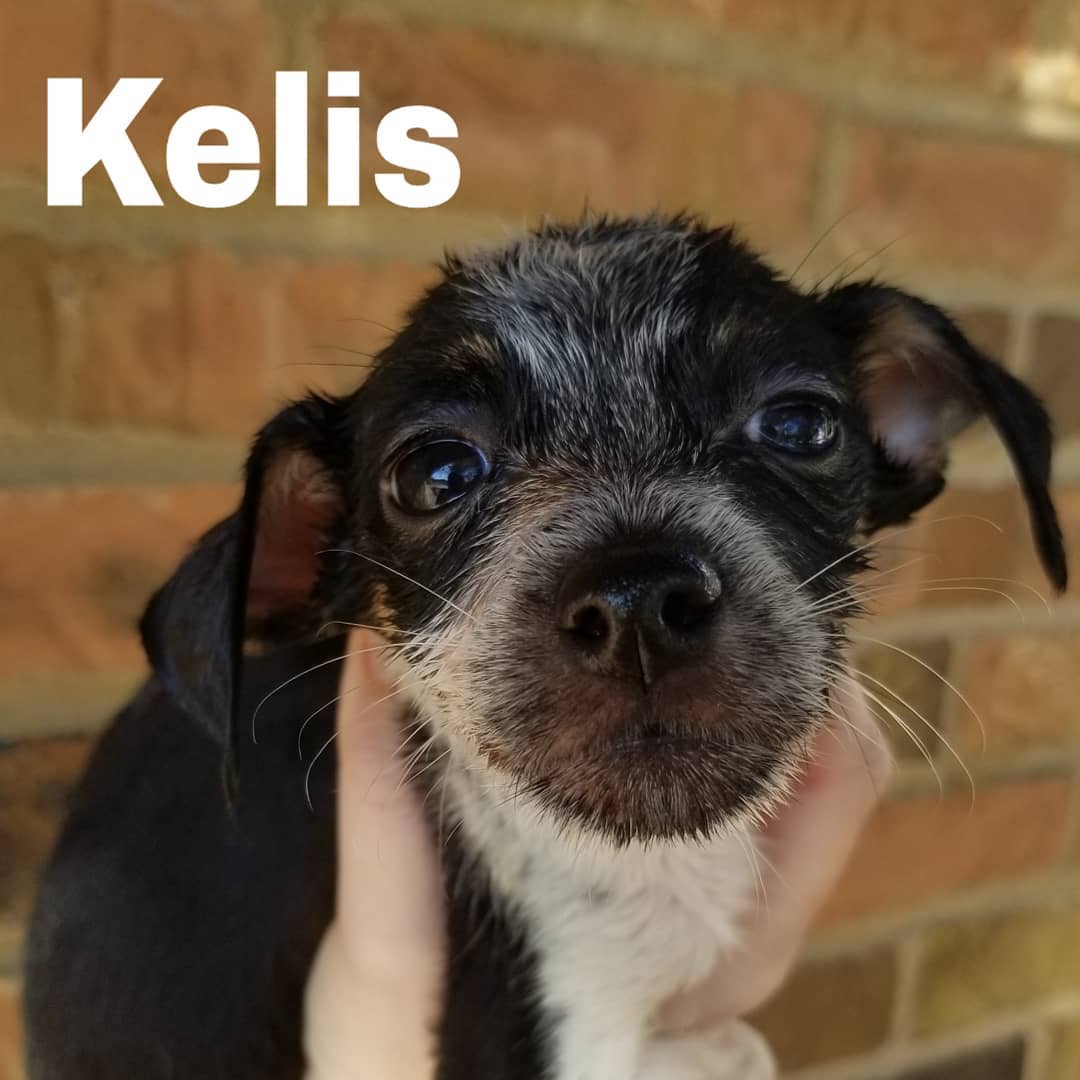 Born 09/11/2019

Mom is a 15lb long/wire-haired Jack Russell Terrier/dachshund (total guess) mix. Unsure of what dad was. Puppies weighed between 1.9-3lbs at their 6 week checkup. So they are tracking to stay on the smaller side. .
.
They will be debuted at the Lola & Penelope's (Clayton location) event this Saturday, November 9th from 11-2. Interested adopters may pre-apply. But, we will not be selecting applicants until after we meet people at the event. We ONLY do adoptions within the metro St. Louis area.
.
.
Our adoption application: https://forms.gle/mfFV3ByMhFySZeSk6 .
.
.
<a target='_blank' href='https://www.instagram.com/explore/tags/stlouisdogs/'>#stlouisdogs</a> <a target='_blank' href='https://www.instagram.com/explore/tags/stldogs/'>#stldogs</a> <a target='_blank' href='https://www.instagram.com/explore/tags/availableforadoption/'>#availableforadoption</a> <a target='_blank' href='https://www.instagram.com/explore/tags/adoptionevent/'>#adoptionevent</a> <a target='_blank' href='https://www.instagram.com/explore/tags/adoptables/'>#adoptables</a> <a target='_blank' href='https://www.instagram.com/explore/tags/jackrussellmix/'>#jackrussellmix</a> <a target='_blank' href='https://www.instagram.com/explore/tags/tiny/'>#tiny</a> <a target='_blank' href='https://www.instagram.com/explore/tags/puppylove/'>#puppylove</a>