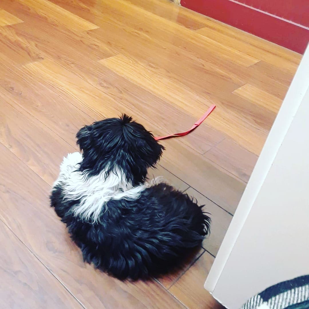 Mr. Oscar the Grouch had his vet appointment! He was so brave and didnt even need a muzzle. He is so silly and learning how to trust again. We love you Oscar♡ <a target='_blank' href='https://www.instagram.com/explore/tags/IPSDR/'>#IPSDR</a> <a target='_blank' href='https://www.instagram.com/explore/tags/seniordogsrock/'>#seniordogsrock</a> <a target='_blank' href='https://www.instagram.com/explore/tags/dogsofinstagram/'>#dogsofinstagram</a> <a target='_blank' href='https://www.instagram.com/explore/tags/shihtzusofinstagram/'>#shihtzusofinstagram</a>  <a target='_blank' href='https://www.instagram.com/explore/tags/adoptdontshop/'>#adoptdontshop</a> <a target='_blank' href='https://www.instagram.com/explore/tags/fosteringsaveslives/'>#fosteringsaveslives</a>