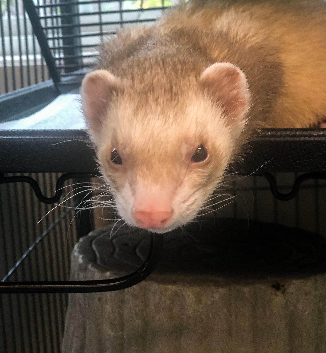 Meet Pluto and Jupiter, a bonded pair of ferrets who are out of this world adorable. Pluto and Jupiter are active and playful little guys who have experience living with dogs, cats, and kids. When they aren't chasing each other around and exploring their surroundings, they can be found napping in their mini hammock and taking in the sunshine. Come by PHS and adopt Pluto and Jupiter today!