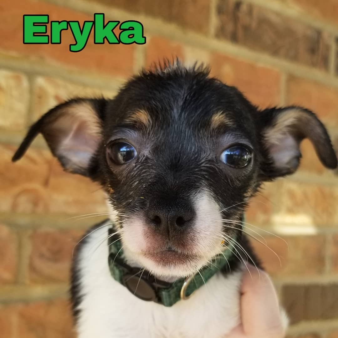 Born 09/11/2019

Mom is a 15lb long/wire-haired Jack Russell Terrier/dachshund (total guess) mix. Unsure of what dad was. Puppies weighed between 1.9-3lbs at their 6 week checkup. So they are tracking to stay on the smaller side. .
.
They will be debuted at the Lola & Penelope's (Clayton location) event this Saturday, November 9th from 11-2. Interested adopters may pre-apply. But, we will not be selecting applicants until after we meet people at the event. We ONLY do adoptions within the metro St. Louis area.
.
.
Our adoption application: https://forms.gle/mfFV3ByMhFySZeSk6 .
.
.
<a target='_blank' href='https://www.instagram.com/explore/tags/stlouisdogs/'>#stlouisdogs</a> <a target='_blank' href='https://www.instagram.com/explore/tags/stldogs/'>#stldogs</a> <a target='_blank' href='https://www.instagram.com/explore/tags/availableforadoption/'>#availableforadoption</a> <a target='_blank' href='https://www.instagram.com/explore/tags/adoptionevent/'>#adoptionevent</a> <a target='_blank' href='https://www.instagram.com/explore/tags/adoptables/'>#adoptables</a> <a target='_blank' href='https://www.instagram.com/explore/tags/jackrussellmix/'>#jackrussellmix</a> <a target='_blank' href='https://www.instagram.com/explore/tags/tiny/'>#tiny</a> <a target='_blank' href='https://www.instagram.com/explore/tags/puppylove/'>#puppylove</a>