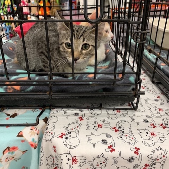 Lee is a part of Callie's litter and about 13 weeks old. His litter mates are (Wesley, Dustin, Tim, and Buddy) who are also on Petfinder. This sweet and friendly kitten is looking for his forever home. 
<a target='_blank' href='https://www.instagram.com/explore/tags/adopt/'>#adopt</a> <a target='_blank' href='https://www.instagram.com/explore/tags/adoption/'>#adoption</a> <a target='_blank' href='https://www.instagram.com/explore/tags/texas/'>#texas</a> <a target='_blank' href='https://www.instagram.com/explore/tags/cat/'>#cat</a> <a target='_blank' href='https://www.instagram.com/explore/tags/cats/'>#cats</a> <a target='_blank' href='https://www.instagram.com/explore/tags/catsofinstagram/'>#catsofinstagram</a> <a target='_blank' href='https://www.instagram.com/explore/tags/rescue/'>#rescue</a> <a target='_blank' href='https://www.instagram.com/explore/tags/nonprofit/'>#nonprofit</a> <a target='_blank' href='https://www.instagram.com/explore/tags/texasadoption/'>#texasadoption</a> <a target='_blank' href='https://www.instagram.com/explore/tags/DFWrescue/'>#DFWrescue</a>