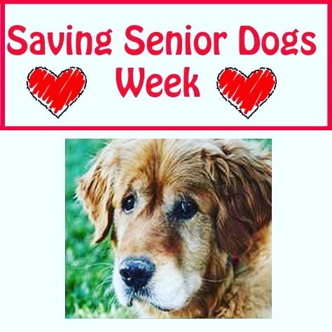 <a target='_blank' href='https://www.instagram.com/explore/tags/lilyslegacysavingseniordogsweek2019/'>#lilyslegacysavingseniordogsweek2019</a> has asked <a target='_blank' href='https://www.instagram.com/explore/tags/IPSDR/'>#IPSDR</a> to be a part of this amazing campaign to help raise awareness and funds for current and future senior dog rescues!! Please check out this campaign and donate if you can! Help us SAVE MORE SENIORS! <a target='_blank' href='https://www.instagram.com/explore/tags/adoptdontshop/'>#adoptdontshop</a> <a target='_blank' href='https://www.instagram.com/explore/tags/seniordogsrock/'>#seniordogsrock</a> <a target='_blank' href='https://www.instagram.com/explore/tags/olddogsrule/'>#olddogsrule</a>