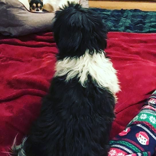 Oscar the grouch decided today was the day! He got up on the couch to spend some time with his foster siblings and then he would get on foster mama's LAP on the big bed!! Eeekkk GO Oscar!! <a target='_blank' href='https://www.instagram.com/explore/tags/IPSDR/'>#IPSDR</a> <a target='_blank' href='https://www.instagram.com/explore/tags/seniordogsrock/'>#seniordogsrock</a> <a target='_blank' href='https://www.instagram.com/explore/tags/dogsofinstagram/'>#dogsofinstagram</a> <a target='_blank' href='https://www.instagram.com/explore/tags/shihtzusofinstagram/'>#shihtzusofinstagram</a>  <a target='_blank' href='https://www.instagram.com/explore/tags/fosteringsaveslives/'>#fosteringsaveslives</a> <a target='_blank' href='https://www.instagram.com/explore/tags/adoptdontshop/'>#adoptdontshop</a>