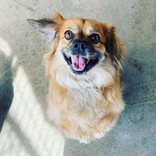 Meet Zivah, a sweet girl looking for a home without young children. She would be ok with other dogs. She seems to prefer male dogs over females, but we could arrange a meet and greet to see how the pups do. She would also be fine as an only dog. To learn more about this cute Tibbie, please click the link in our bio. ☘️
.
.
<a target='_blank' href='https://www.instagram.com/explore/tags/rescue/'>#rescue</a> <a target='_blank' href='https://www.instagram.com/explore/tags/adoptdontshop/'>#adoptdontshop</a> <a target='_blank' href='https://www.instagram.com/explore/tags/adopt/'>#adopt</a> <a target='_blank' href='https://www.instagram.com/explore/tags/foradoption/'>#foradoption</a> <a target='_blank' href='https://www.instagram.com/explore/tags/dogsofinstagram/'>#dogsofinstagram</a> <a target='_blank' href='https://www.instagram.com/explore/tags/rescuedogs/'>#rescuedogs</a> <a target='_blank' href='https://www.instagram.com/explore/tags/savealife/'>#savealife</a> <a target='_blank' href='https://www.instagram.com/explore/tags/dogs/'>#dogs</a> <a target='_blank' href='https://www.instagram.com/explore/tags/rescuedismyfavoritebreed/'>#rescuedismyfavoritebreed</a> <a target='_blank' href='https://www.instagram.com/explore/tags/tibbie/'>#tibbie</a> <a target='_blank' href='https://www.instagram.com/explore/tags/tibbiesofinstagram/'>#tibbiesofinstagram</a> <a target='_blank' href='https://www.instagram.com/explore/tags/tibbielove/'>#tibbielove</a>