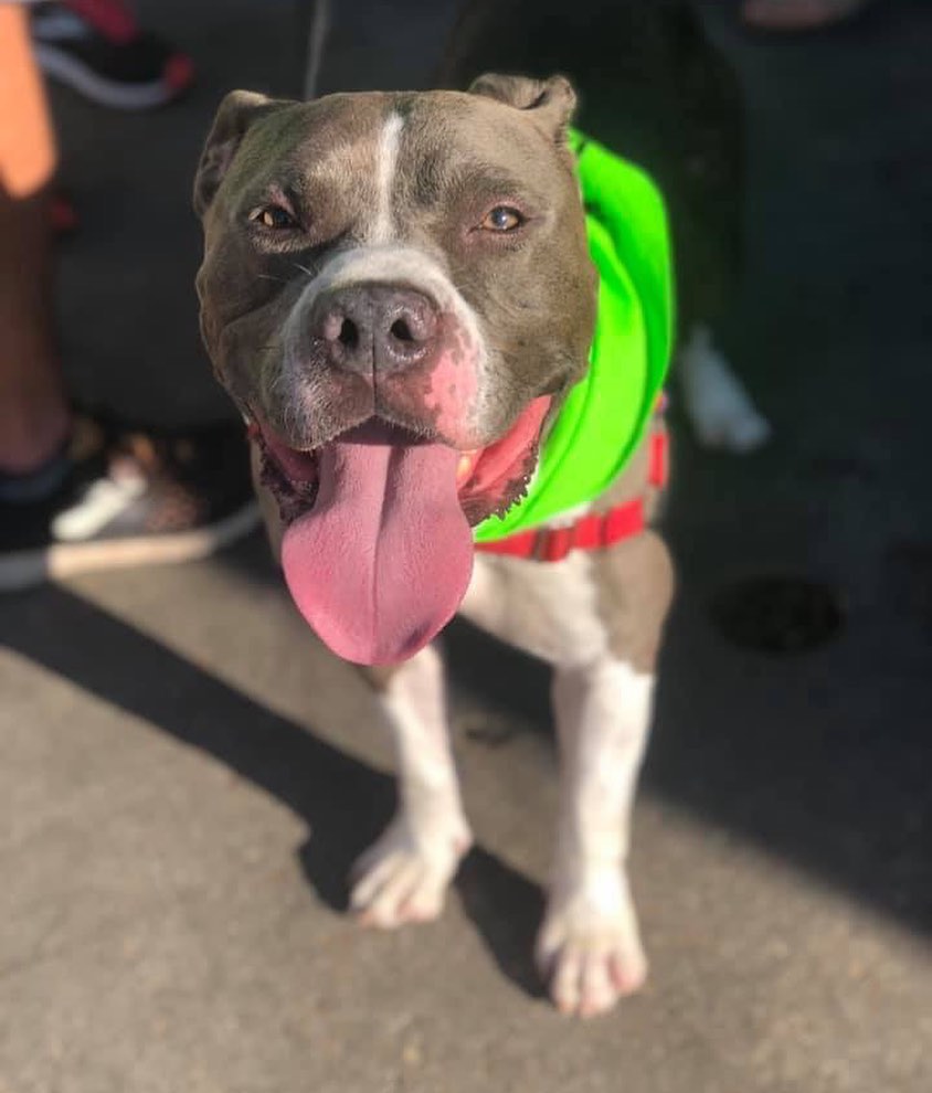 Hello, Prince here. I'm looking for a home fit for royalty. I'm a charming guy with a stunning face and I know I deserve the best that life has to offer. I have been at the shelter far too long and know my perfect family is out there. I am a friendly guy who is a great listener. I know how to sit and I do great with other dogs. I would enjoy a big comfy bed fit for a prince and lots of tasty treats. Come adopt me and make me your royal companion.