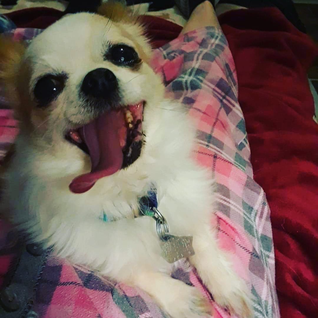 Please help us welcome little miss LuLu to <a target='_blank' href='https://www.instagram.com/explore/tags/IPSDR/'>#IPSDR</a> she is an 11yr old 5lb fuzzy jelly bean with 4ish teeth ahaha she will be available for adoption as soon as she has seen our amazing vet partner. Welcome sweetie <a target='_blank' href='https://www.instagram.com/explore/tags/IPSDR/'>#IPSDR</a> <a target='_blank' href='https://www.instagram.com/explore/tags/seniordogsrock/'>#seniordogsrock</a> <a target='_blank' href='https://www.instagram.com/explore/tags/dogsofinstagram/'>#dogsofinstagram</a> <a target='_blank' href='https://www.instagram.com/explore/tags/adoptdontshop/'>#adoptdontshop</a> <a target='_blank' href='https://www.instagram.com/explore/tags/olddogsrule/'>#olddogsrule</a>