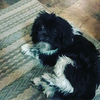 This fabulous little nugget is Oscar♡ he is about 8yrs old and such a cutie. He was found abandoned in the parking lot of <a target='_blank' href='https://www.instagram.com/explore/tags/DDFL/'>#DDFL</a> in early october and has been waiting for some help since then.  <a target='_blank' href='https://www.instagram.com/explore/tags/IPSDR/'>#IPSDR</a> broke him out of there today and he is decompressing in his foster home. He will be seeing our wonderful vet partner soon and getting a spa day!! November is <a target='_blank' href='https://www.instagram.com/explore/tags/adoptaseniormonth/'>#adoptaseniormonth</a> <a target='_blank' href='https://www.instagram.com/explore/tags/adoptdontshop/'>#adoptdontshop</a> <a target='_blank' href='https://www.instagram.com/explore/tags/fosteringsaveslives/'>#fosteringsaveslives</a> <a target='_blank' href='https://www.instagram.com/explore/tags/seniordogsrock/'>#seniordogsrock</a> <a target='_blank' href='https://www.instagram.com/explore/tags/shihtzu/'>#shihtzu</a> <a target='_blank' href='https://www.instagram.com/explore/tags/shihtzusofinstagram/'>#shihtzusofinstagram</a>
