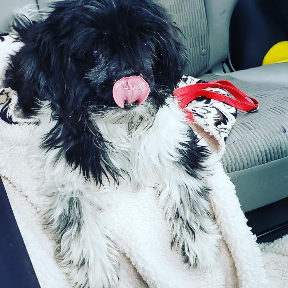 This fabulous little nugget is Oscar♡ he is about 8yrs old and such a cutie. He was found abandoned in the parking lot of <a target='_blank' href='https://www.instagram.com/explore/tags/DDFL/'>#DDFL</a> in early october and has been waiting for some help since then.  <a target='_blank' href='https://www.instagram.com/explore/tags/IPSDR/'>#IPSDR</a> broke him out of there today and he is decompressing in his foster home. He will be seeing our wonderful vet partner soon and getting a spa day!! November is <a target='_blank' href='https://www.instagram.com/explore/tags/adoptaseniormonth/'>#adoptaseniormonth</a> <a target='_blank' href='https://www.instagram.com/explore/tags/adoptdontshop/'>#adoptdontshop</a> <a target='_blank' href='https://www.instagram.com/explore/tags/fosteringsaveslives/'>#fosteringsaveslives</a> <a target='_blank' href='https://www.instagram.com/explore/tags/seniordogsrock/'>#seniordogsrock</a> <a target='_blank' href='https://www.instagram.com/explore/tags/shihtzu/'>#shihtzu</a> <a target='_blank' href='https://www.instagram.com/explore/tags/shihtzusofinstagram/'>#shihtzusofinstagram</a>