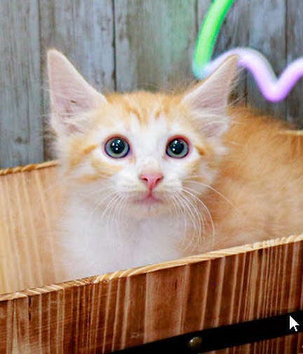 Wesley is a part of Callie's litter. A very sweet loving orange tabby. He has a bit of white on his face and chest. His litter mates are (Lee, Dustin, Tim, and Buddy) who are also on Petfinder. Wesley is looking for his forever home.

<a target='_blank' href='https://www.instagram.com/explore/tags/adopt/'>#adopt</a> <a target='_blank' href='https://www.instagram.com/explore/tags/adoption/'>#adoption</a> <a target='_blank' href='https://www.instagram.com/explore/tags/texas/'>#texas</a> <a target='_blank' href='https://www.instagram.com/explore/tags/cat/'>#cat</a> <a target='_blank' href='https://www.instagram.com/explore/tags/cats/'>#cats</a> <a target='_blank' href='https://www.instagram.com/explore/tags/catsofinstagram/'>#catsofinstagram</a> <a target='_blank' href='https://www.instagram.com/explore/tags/rescue/'>#rescue</a> <a target='_blank' href='https://www.instagram.com/explore/tags/nonprofit/'>#nonprofit</a> <a target='_blank' href='https://www.instagram.com/explore/tags/texasadoption/'>#texasadoption</a> <a target='_blank' href='https://www.instagram.com/explore/tags/DFWrescue/'>#DFWrescue</a>