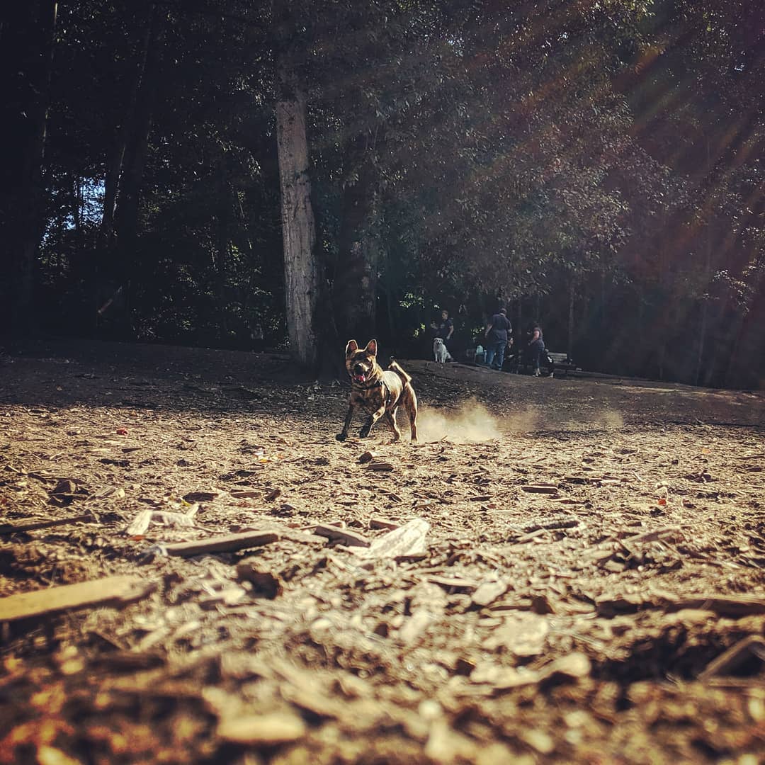 Pasha at the dog park. Zooooooooooming by.