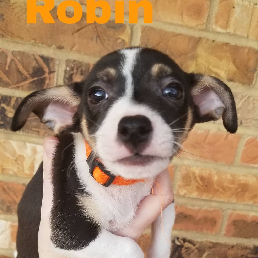 Born 09/11/2019

Mom is a 15lb long/wire-haired Jack Russell Terrier/dachshund (total guess) mix. Unsure of what dad was. Puppies weighed between 1.9-3lbs at their 6 week checkup. So they are tracking to stay on the smaller side. .
.
They will be debuted at the Lola & Penelope's (Clayton location) event this Saturday, November 9th from 11-2. Interested adopters may pre-apply. But, we will not be selecting applicants until after we meet people at the event. We ONLY do adoptions within the metro St. Louis area.
.
.
Our adoption application: https://forms.gle/mfFV3ByMhFySZeSk6 .
.
.
<a target='_blank' href='https://www.instagram.com/explore/tags/stlouisdogs/'>#stlouisdogs</a> <a target='_blank' href='https://www.instagram.com/explore/tags/stldogs/'>#stldogs</a> <a target='_blank' href='https://www.instagram.com/explore/tags/availableforadoption/'>#availableforadoption</a> <a target='_blank' href='https://www.instagram.com/explore/tags/adoptionevent/'>#adoptionevent</a> <a target='_blank' href='https://www.instagram.com/explore/tags/adoptables/'>#adoptables</a> <a target='_blank' href='https://www.instagram.com/explore/tags/jackrussellmix/'>#jackrussellmix</a> <a target='_blank' href='https://www.instagram.com/explore/tags/tiny/'>#tiny</a> <a target='_blank' href='https://www.instagram.com/explore/tags/puppylove/'>#puppylove</a>