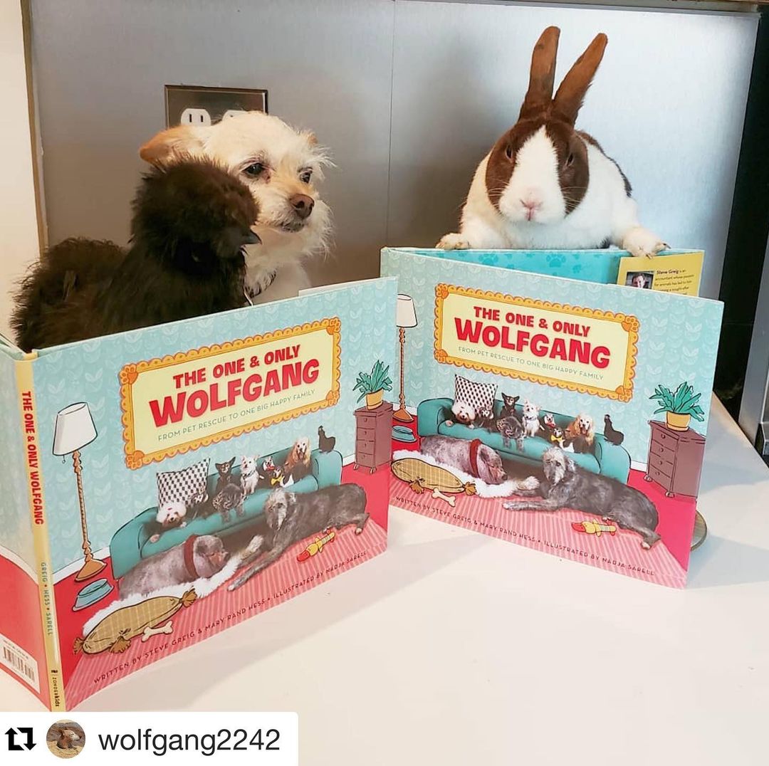 We 💛💛💛💛 @wolfgang2242. He adopts senior dogs and gives them the best life! His new book makes a great Christmas gift! ・・・
Loretta will read anything so don't let her give you any book recommendations.  But Betty the chicken, who is quite the movie enthusiast ( which granted, doesn't mean she knows anything about books but lets pretend it does, because she...) is highly recommending The One and Only Wolfgang (link in bio). Either that or she just wants more chicken feed, I'm still working out the kinks in interpreting her chicken noises.  Stuart the rabbit is only in the photo as an attractive model to lure you in.  He seldom endorses anything.
<a target='_blank' href='https://www.instagram.com/explore/tags/theoneandonlywolfgang/'>#theoneandonlywolfgang</a>
coauthored by @maryrandhess <a target='_blank' href='https://www.instagram.com/explore/tags/lasthopemn/'>#lasthopemn</a> <a target='_blank' href='https://www.instagram.com/explore/tags/dogrescue/'>#dogrescue</a> <a target='_blank' href='https://www.instagram.com/explore/tags/supportanimalrescue/'>#supportanimalrescue</a> <a target='_blank' href='https://www.instagram.com/explore/tags/mnanimalrescue/'>#mnanimalrescue</a> <a target='_blank' href='https://www.instagram.com/explore/tags/christmasgift/'>#christmasgift</a> <a target='_blank' href='https://www.instagram.com/explore/tags/favoritebook/'>#favoritebook</a>