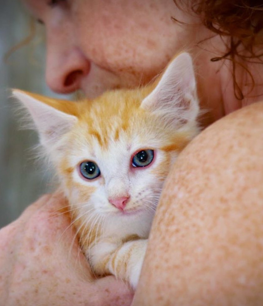 Wesley is a part of Callie's litter. A very sweet loving orange tabby. He has a bit of white on his face and chest. His litter mates are (Lee, Dustin, Tim, and Buddy) who are also on Petfinder. Wesley is looking for his forever home.

<a target='_blank' href='https://www.instagram.com/explore/tags/adopt/'>#adopt</a> <a target='_blank' href='https://www.instagram.com/explore/tags/adoption/'>#adoption</a> <a target='_blank' href='https://www.instagram.com/explore/tags/texas/'>#texas</a> <a target='_blank' href='https://www.instagram.com/explore/tags/cat/'>#cat</a> <a target='_blank' href='https://www.instagram.com/explore/tags/cats/'>#cats</a> <a target='_blank' href='https://www.instagram.com/explore/tags/catsofinstagram/'>#catsofinstagram</a> <a target='_blank' href='https://www.instagram.com/explore/tags/rescue/'>#rescue</a> <a target='_blank' href='https://www.instagram.com/explore/tags/nonprofit/'>#nonprofit</a> <a target='_blank' href='https://www.instagram.com/explore/tags/texasadoption/'>#texasadoption</a> <a target='_blank' href='https://www.instagram.com/explore/tags/DFWrescue/'>#DFWrescue</a>