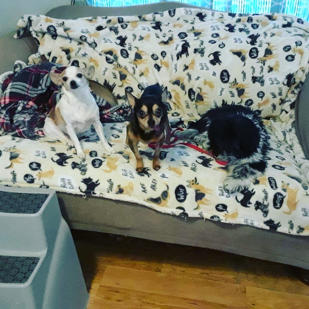 Oscar the grouch decided today was the day! He got up on the couch to spend some time with his foster siblings and then he would get on foster mama's LAP on the big bed!! Eeekkk GO Oscar!! <a target='_blank' href='https://www.instagram.com/explore/tags/IPSDR/'>#IPSDR</a> <a target='_blank' href='https://www.instagram.com/explore/tags/seniordogsrock/'>#seniordogsrock</a> <a target='_blank' href='https://www.instagram.com/explore/tags/dogsofinstagram/'>#dogsofinstagram</a> <a target='_blank' href='https://www.instagram.com/explore/tags/shihtzusofinstagram/'>#shihtzusofinstagram</a>  <a target='_blank' href='https://www.instagram.com/explore/tags/fosteringsaveslives/'>#fosteringsaveslives</a> <a target='_blank' href='https://www.instagram.com/explore/tags/adoptdontshop/'>#adoptdontshop</a>