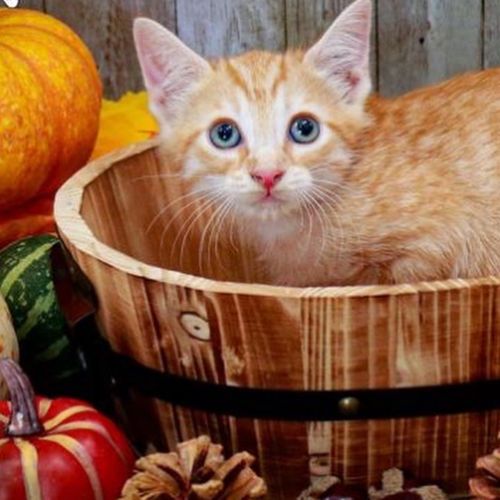 Buddy is a part of Callie's litter. He is the short hair orange tabby and loves to play! His litter mates are (Lee, Wesley, Dustin, and Tim) who are also on Petfinder.
Buddy is looking for his forever home!  <a target='_blank' href='https://www.instagram.com/explore/tags/adopt/'>#adopt</a> <a target='_blank' href='https://www.instagram.com/explore/tags/adoption/'>#adoption</a> <a target='_blank' href='https://www.instagram.com/explore/tags/texas/'>#texas</a> <a target='_blank' href='https://www.instagram.com/explore/tags/cat/'>#cat</a> <a target='_blank' href='https://www.instagram.com/explore/tags/cats/'>#cats</a> <a target='_blank' href='https://www.instagram.com/explore/tags/catsofinstagram/'>#catsofinstagram</a> <a target='_blank' href='https://www.instagram.com/explore/tags/rescue/'>#rescue</a> <a target='_blank' href='https://www.instagram.com/explore/tags/nonprofit/'>#nonprofit</a> <a target='_blank' href='https://www.instagram.com/explore/tags/texasadoption/'>#texasadoption</a> <a target='_blank' href='https://www.instagram.com/explore/tags/DFWrescue/'>#DFWrescue</a>