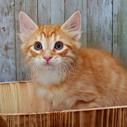 Dustin is a part of Callie's litter. He is the orange tabby with long hair. He loves to be held. His litter mates are (Lee, Wesley, Tim, and Buddy) who are also on Petfinder. Dustin is looking for his forever home! <a target='_blank' href='https://www.instagram.com/explore/tags/adopt/'>#adopt</a> <a target='_blank' href='https://www.instagram.com/explore/tags/adoption/'>#adoption</a> <a target='_blank' href='https://www.instagram.com/explore/tags/texas/'>#texas</a> <a target='_blank' href='https://www.instagram.com/explore/tags/cat/'>#cat</a> <a target='_blank' href='https://www.instagram.com/explore/tags/cats/'>#cats</a> <a target='_blank' href='https://www.instagram.com/explore/tags/catsofinstagram/'>#catsofinstagram</a> <a target='_blank' href='https://www.instagram.com/explore/tags/rescue/'>#rescue</a> <a target='_blank' href='https://www.instagram.com/explore/tags/nonprofit/'>#nonprofit</a> <a target='_blank' href='https://www.instagram.com/explore/tags/texasadoption/'>#texasadoption</a> <a target='_blank' href='https://www.instagram.com/explore/tags/DFWrescue/'>#DFWrescue</a>