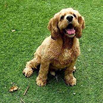 Meet Dweezil, affectionately known as Mr. D. Mr. D is a happy guy who loves to play ball. He’s 9 years young and full of energy and enthusiasm. This handsome boy’s tail never stops wagging. Mr. D is looking for an experienced dog owner and a home without children. Tap the link in our bio to learn more! ☘️
.
.
<a target='_blank' href='https://www.instagram.com/explore/tags/rescue/'>#rescue</a> <a target='_blank' href='https://www.instagram.com/explore/tags/adoptdontshop/'>#adoptdontshop</a> <a target='_blank' href='https://www.instagram.com/explore/tags/adopt/'>#adopt</a> <a target='_blank' href='https://www.instagram.com/explore/tags/foradoption/'>#foradoption</a> <a target='_blank' href='https://www.instagram.com/explore/tags/dogsofinstagram/'>#dogsofinstagram</a> <a target='_blank' href='https://www.instagram.com/explore/tags/rescuedogs/'>#rescuedogs</a> <a target='_blank' href='https://www.instagram.com/explore/tags/savealife/'>#savealife</a> <a target='_blank' href='https://www.instagram.com/explore/tags/dogs/'>#dogs</a> <a target='_blank' href='https://www.instagram.com/explore/tags/rescuedismyfavoritebreed/'>#rescuedismyfavoritebreed</a> <a target='_blank' href='https://www.instagram.com/explore/tags/cockerspaniel/'>#cockerspaniel</a> <a target='_blank' href='https://www.instagram.com/explore/tags/cockers/'>#cockers</a> <a target='_blank' href='https://www.instagram.com/explore/tags/cockerspanielsofinstagram/'>#cockerspanielsofinstagram</a>