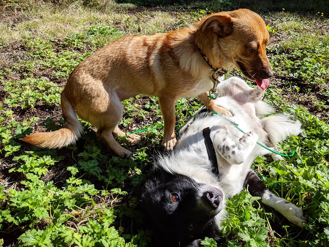 They lived together on the streets in Turkey, they had each other's backs and shared everything. They flew together to the PNW. They have both been adopted by different people in different cities but that didn't stop them in the slightest bit. Their new families have made a commitment to meet at least once a week from them to play together. Happy endings do exist!