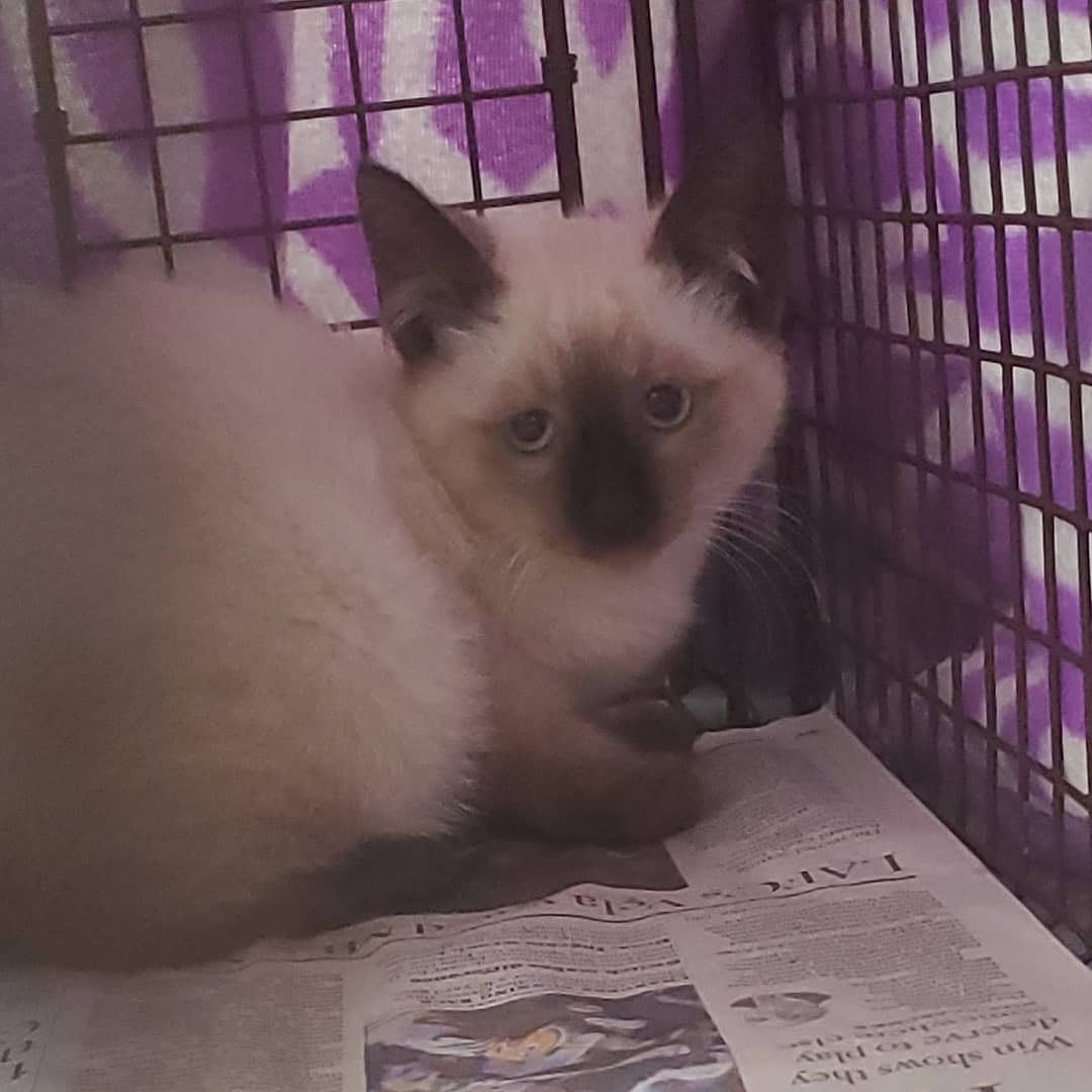 Coming Soon!! Meet Bailey +Kahlua! These 2 were trapped a few days ago at a colony that was finished in <a target='_blank' href='https://www.instagram.com/explore/tags/pomona/'>#pomona</a> and were neutered yesterday. A little hissy last night understandably, they have been hands on all day today with one of our volunteer trappers. They are now approaching, talking and backs up for back rubs. They will be available for adoption in the next few weeks.  They are approximately 12 weeks old.

If you would like to adopt or foster, please fill out an application on our website : www.thetnrproject.org or email us: info@thetnrproject.org.

We are saving lives weekly.. Are you down to help and up for the challenge? We'd love to have you aboard! We fund our of our own pockets and work tirelessly to educate our community about the benefits of <a target='_blank' href='https://www.instagram.com/explore/tags/tnr/'>#tnr</a>. If you can't foster, please share our munchkins so we can adopt and pull more from the gutters.  Help us help them. <a target='_blank' href='https://www.instagram.com/explore/tags/sterilizedonteuthanize/'>#sterilizedonteuthanize</a> <a target='_blank' href='https://www.instagram.com/explore/tags/thetnrproject/'>#thetnrproject</a> <a target='_blank' href='https://www.instagram.com/explore/tags/changetheperception/'>#changetheperception</a> <a target='_blank' href='https://www.instagram.com/explore/tags/helpthevoiceless/'>#helpthevoiceless</a>