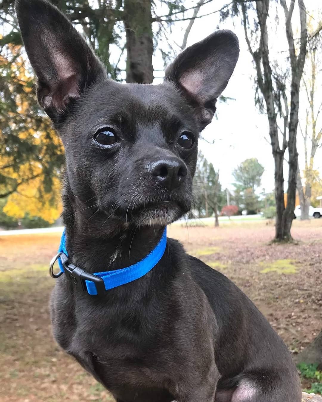 We have 2 INCREDIBLY sweet & gentle Male <a target='_blank' href='https://www.instagram.com/explore/tags/Chihuahuas/'>#Chihuahuas</a> a 3 year old (9lb) black smooth coat “Ramsey.” And Teddy, a 5 year old (7lb)tri color long coated boy. 
Teddy is very soft & sensitive so he would do best in an adult only home preferably with someone who is retired or works from home.

Ramsey is a bit bigger and more gregarious so he would be ok in a home with older children and another dog or cats.
<a target='_blank' href='https://www.instagram.com/explore/tags/AdoptDontShop/'>#AdoptDontShop</a> <a target='_blank' href='https://www.instagram.com/explore/tags/PJHumane/'>#PJHumane</a> <a target='_blank' href='https://www.instagram.com/explore/tags/portjevisny/'>#portjevisny</a> <a target='_blank' href='https://www.instagram.com/explore/tags/portjervishumanesociety/'>#portjervishumanesociety</a> <a target='_blank' href='https://www.instagram.com/explore/tags/adoptadogsavealife/'>#adoptadogsavealife</a> <a target='_blank' href='https://www.instagram.com/explore/tags/chihuahuasofinstagram/'>#chihuahuasofinstagram</a>