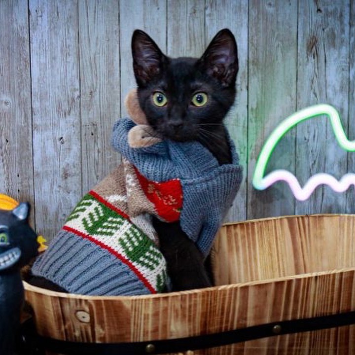 Elliott is an all black male kitten who loves his brother Finn (also on Petfinder), and is often snuggled up with him. Elliott can be skittish because he is still learning to trust, but he can be lured out of observation with a well twitched feather toy. When he is playing he forgets that he is shy. He has made a lot of confidence progress in the last few weeks with his foster and will make a sweet addition to a family. gorgeous boy? 
<a target='_blank' href='https://www.instagram.com/explore/tags/adopt/'>#adopt</a> <a target='_blank' href='https://www.instagram.com/explore/tags/adoption/'>#adoption</a> <a target='_blank' href='https://www.instagram.com/explore/tags/texas/'>#texas</a> <a target='_blank' href='https://www.instagram.com/explore/tags/cat/'>#cat</a> <a target='_blank' href='https://www.instagram.com/explore/tags/cats/'>#cats</a> <a target='_blank' href='https://www.instagram.com/explore/tags/catsofinstagram/'>#catsofinstagram</a> <a target='_blank' href='https://www.instagram.com/explore/tags/rescue/'>#rescue</a> <a target='_blank' href='https://www.instagram.com/explore/tags/nonprofit/'>#nonprofit</a> <a target='_blank' href='https://www.instagram.com/explore/tags/texasadoption/'>#texasadoption</a> <a target='_blank' href='https://www.instagram.com/explore/tags/DFWrescue/'>#DFWrescue</a>