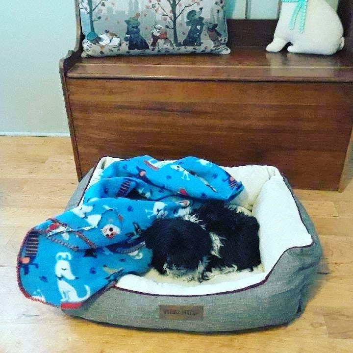 Oscar the Grouch is settling in. Turns out he is a silly little boy who is a great garbage bandit😁😆 He LOVES other doggos and will find a friend to cuddle. <a target='_blank' href='https://www.instagram.com/explore/tags/IPSDR/'>#IPSDR</a> <a target='_blank' href='https://www.instagram.com/explore/tags/seniordogsrock/'>#seniordogsrock</a> <a target='_blank' href='https://www.instagram.com/explore/tags/adoptdontshop/'>#adoptdontshop</a> <a target='_blank' href='https://www.instagram.com/explore/tags/fosteringsaveslives/'>#fosteringsaveslives</a> <a target='_blank' href='https://www.instagram.com/explore/tags/shihtzusofinstagram/'>#shihtzusofinstagram</a>