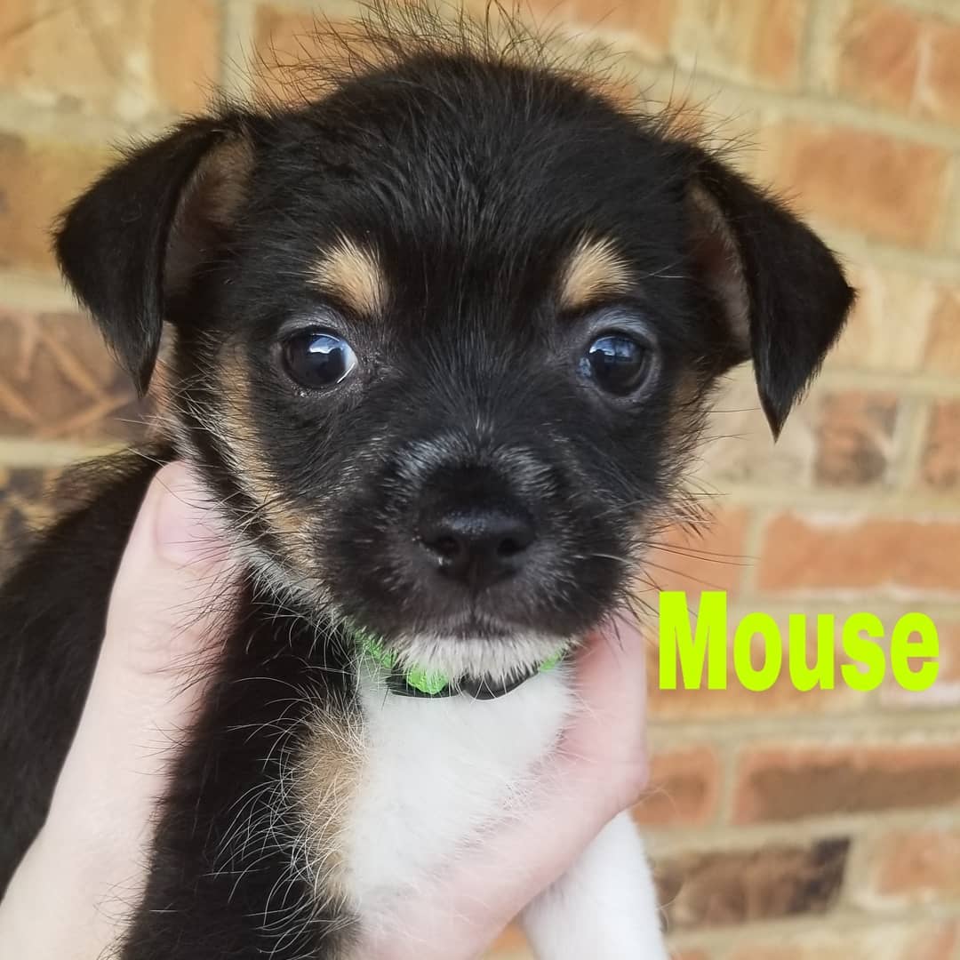 Born 09/11/2019

Mom is a 15lb long/wire-haired Jack Russell Terrier/dachshund (total guess) mix. Unsure of what dad was. Puppies weighed between 1.9-3lbs at their 6 week checkup. So they are tracking to stay on the smaller side. .
.
They will be debuted at the Lola & Penelope's (Clayton location) event this Saturday, November 9th from 11-2. Interested adopters may pre-apply. But, we will not be selecting applicants until after we meet people at the event. We ONLY do adoptions within the metro St. Louis area.
.
.
Our adoption application: https://forms.gle/mfFV3ByMhFySZeSk6 .
.
.
<a target='_blank' href='https://www.instagram.com/explore/tags/stlouisdogs/'>#stlouisdogs</a> <a target='_blank' href='https://www.instagram.com/explore/tags/stldogs/'>#stldogs</a> <a target='_blank' href='https://www.instagram.com/explore/tags/availableforadoption/'>#availableforadoption</a> <a target='_blank' href='https://www.instagram.com/explore/tags/adoptionevent/'>#adoptionevent</a> <a target='_blank' href='https://www.instagram.com/explore/tags/adoptables/'>#adoptables</a> <a target='_blank' href='https://www.instagram.com/explore/tags/jackrussellmix/'>#jackrussellmix</a> <a target='_blank' href='https://www.instagram.com/explore/tags/tiny/'>#tiny</a> <a target='_blank' href='https://www.instagram.com/explore/tags/puppylove/'>#puppylove</a>