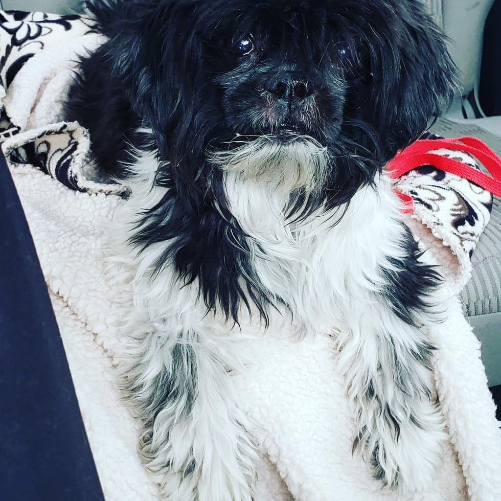 This fabulous little nugget is Oscar♡ he is about 8yrs old and such a cutie. He was found abandoned in the parking lot of <a target='_blank' href='https://www.instagram.com/explore/tags/DDFL/'>#DDFL</a> in early october and has been waiting for some help since then.  <a target='_blank' href='https://www.instagram.com/explore/tags/IPSDR/'>#IPSDR</a> broke him out of there today and he is decompressing in his foster home. He will be seeing our wonderful vet partner soon and getting a spa day!! November is <a target='_blank' href='https://www.instagram.com/explore/tags/adoptaseniormonth/'>#adoptaseniormonth</a> <a target='_blank' href='https://www.instagram.com/explore/tags/adoptdontshop/'>#adoptdontshop</a> <a target='_blank' href='https://www.instagram.com/explore/tags/fosteringsaveslives/'>#fosteringsaveslives</a> <a target='_blank' href='https://www.instagram.com/explore/tags/seniordogsrock/'>#seniordogsrock</a> <a target='_blank' href='https://www.instagram.com/explore/tags/shihtzu/'>#shihtzu</a> <a target='_blank' href='https://www.instagram.com/explore/tags/shihtzusofinstagram/'>#shihtzusofinstagram</a>