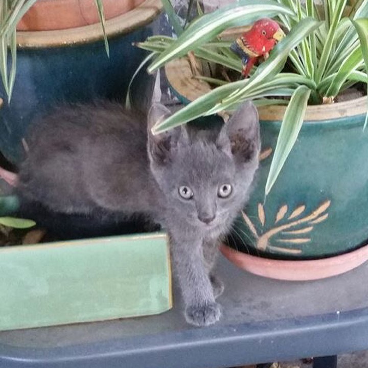 FOSTER HOME NEEDED!! We were contacted about two Russian Blue kittens needing immediate help. 
They were born to a semi-feral who lives outside but have been socialized since they were born. They have had their first round of shots, are FIV negative and have sweet personalities. The larger kitten, who weighed 2.96 pounds on November 4, loves to be held and has a very loud purr. The smaller kitten, who weighed 1.86 pounds on November 4, likes to have his belly rubbed. 
We were told that that since they were found on November 4th, the boys have been living in a 3' x 2' dog crate in a bathroom. 
These little ones need room to roam and play.  Can anyone temporarily foster them for a month or so?

Please help us help them!  <a target='_blank' href='https://www.instagram.com/explore/tags/adopt/'>#adopt</a> <a target='_blank' href='https://www.instagram.com/explore/tags/adoption/'>#adoption</a> <a target='_blank' href='https://www.instagram.com/explore/tags/texas/'>#texas</a> <a target='_blank' href='https://www.instagram.com/explore/tags/cat/'>#cat</a> <a target='_blank' href='https://www.instagram.com/explore/tags/cats/'>#cats</a> <a target='_blank' href='https://www.instagram.com/explore/tags/catsofinstagram/'>#catsofinstagram</a> <a target='_blank' href='https://www.instagram.com/explore/tags/rescue/'>#rescue</a> <a target='_blank' href='https://www.instagram.com/explore/tags/nonprofit/'>#nonprofit</a> <a target='_blank' href='https://www.instagram.com/explore/tags/texasadoption/'>#texasadoption</a> <a target='_blank' href='https://www.instagram.com/explore/tags/DFWrescue/'>#DFWrescue</a>