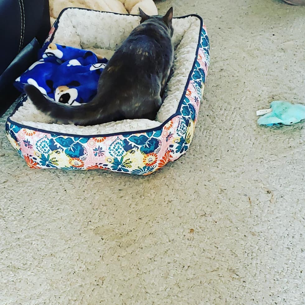 Mr. Midnight went on his 30 day trial♡ he is such a sweet boy and absolutely loved his Rat terrier sister and kitty siblings ♡ happy forever midnight ♡ <a target='_blank' href='https://www.instagram.com/explore/tags/dogsofinstagram/'>#dogsofinstagram</a> <a target='_blank' href='https://www.instagram.com/explore/tags/IPSDR/'>#IPSDR</a> <a target='_blank' href='https://www.instagram.com/explore/tags/seniordogsrock/'>#seniordogsrock</a> <a target='_blank' href='https://www.instagram.com/explore/tags/fosteringsaveslives/'>#fosteringsaveslives</a> <a target='_blank' href='https://www.instagram.com/explore/tags/adoptdontshop/'>#adoptdontshop</a> <a target='_blank' href='https://www.instagram.com/explore/tags/doxiesofinstagram/'>#doxiesofinstagram</a> <a target='_blank' href='https://www.instagram.com/explore/tags/RatTerrier/'>#RatTerrier</a>