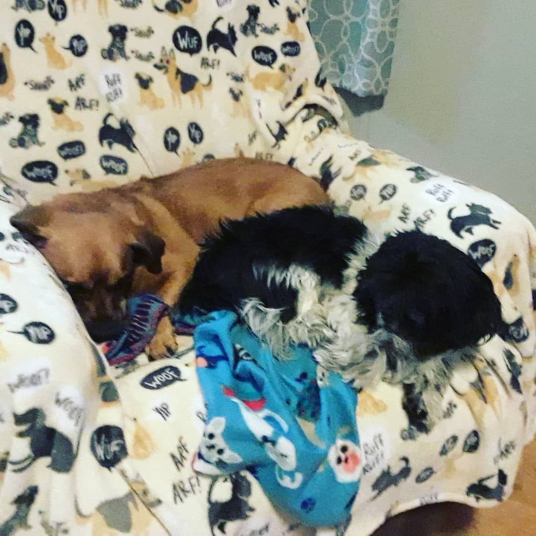 Oscar the Grouch is settling in. Turns out he is a silly little boy who is a great garbage bandit😁😆 He LOVES other doggos and will find a friend to cuddle. <a target='_blank' href='https://www.instagram.com/explore/tags/IPSDR/'>#IPSDR</a> <a target='_blank' href='https://www.instagram.com/explore/tags/seniordogsrock/'>#seniordogsrock</a> <a target='_blank' href='https://www.instagram.com/explore/tags/adoptdontshop/'>#adoptdontshop</a> <a target='_blank' href='https://www.instagram.com/explore/tags/fosteringsaveslives/'>#fosteringsaveslives</a> <a target='_blank' href='https://www.instagram.com/explore/tags/shihtzusofinstagram/'>#shihtzusofinstagram</a>