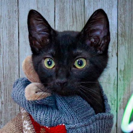 Elliott is an all black male kitten who loves his brother Finn (also on Petfinder), and is often snuggled up with him. Elliott can be skittish because he is still learning to trust, but he can be lured out of observation with a well twitched feather toy. When he is playing he forgets that he is shy. He has made a lot of confidence progress in the last few weeks with his foster and will make a sweet addition to a family. gorgeous boy? 
<a target='_blank' href='https://www.instagram.com/explore/tags/adopt/'>#adopt</a> <a target='_blank' href='https://www.instagram.com/explore/tags/adoption/'>#adoption</a> <a target='_blank' href='https://www.instagram.com/explore/tags/texas/'>#texas</a> <a target='_blank' href='https://www.instagram.com/explore/tags/cat/'>#cat</a> <a target='_blank' href='https://www.instagram.com/explore/tags/cats/'>#cats</a> <a target='_blank' href='https://www.instagram.com/explore/tags/catsofinstagram/'>#catsofinstagram</a> <a target='_blank' href='https://www.instagram.com/explore/tags/rescue/'>#rescue</a> <a target='_blank' href='https://www.instagram.com/explore/tags/nonprofit/'>#nonprofit</a> <a target='_blank' href='https://www.instagram.com/explore/tags/texasadoption/'>#texasadoption</a> <a target='_blank' href='https://www.instagram.com/explore/tags/DFWrescue/'>#DFWrescue</a>