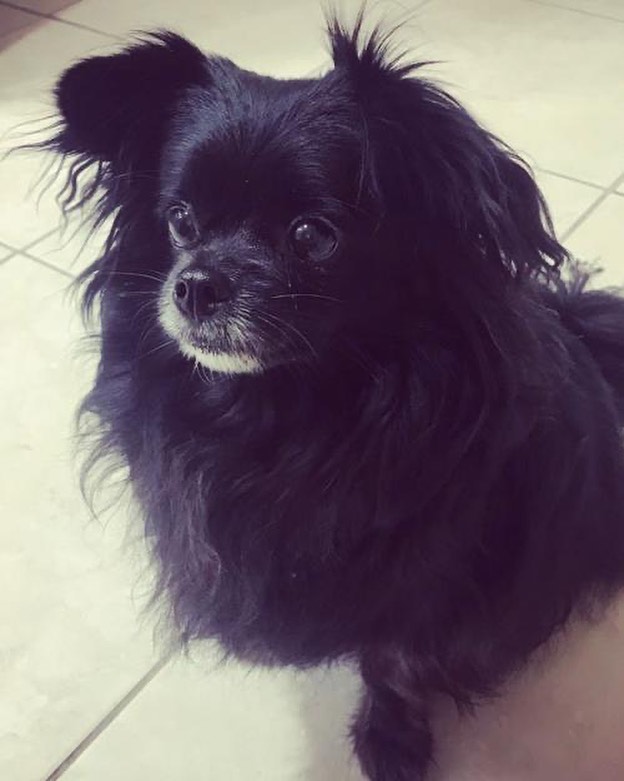 Meet Mambo, a 10 year-old Pomeranian mix, looking for his forever home. Mambo is a sweet boy who gets along with other dogs but would definitely prefer to be the only dog in your home. He loves to explore the backyard, so yours must be securely fenced. And, because he’s small, he should only be outside with supervision. If you would like to meet Mambo in person, please visit our website - link in bio. ☘️
.
.

<a target='_blank' href='https://www.instagram.com/explore/tags/rescue/'>#rescue</a> <a target='_blank' href='https://www.instagram.com/explore/tags/adoptdontshop/'>#adoptdontshop</a> <a target='_blank' href='https://www.instagram.com/explore/tags/adopt/'>#adopt</a> <a target='_blank' href='https://www.instagram.com/explore/tags/foradoption/'>#foradoption</a> <a target='_blank' href='https://www.instagram.com/explore/tags/dogsofinstagram/'>#dogsofinstagram</a> <a target='_blank' href='https://www.instagram.com/explore/tags/rescuedogs/'>#rescuedogs</a> <a target='_blank' href='https://www.instagram.com/explore/tags/savealife/'>#savealife</a> <a target='_blank' href='https://www.instagram.com/explore/tags/dogs/'>#dogs</a> <a target='_blank' href='https://www.instagram.com/explore/tags/rescuedismyfavoritebreed/'>#rescuedismyfavoritebreed</a>