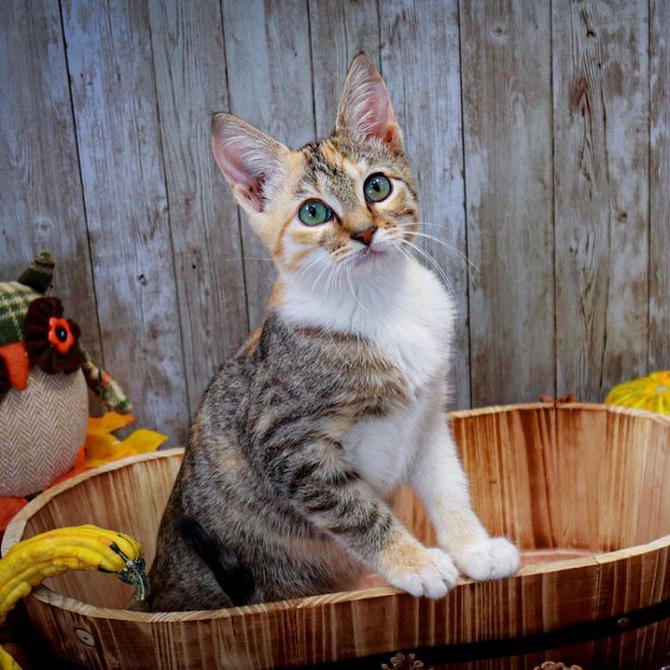 Magenta is a dilute calico with beautiful green eyes who loves to cuddle and play. Gets along with all cats and dogs. Her sister is Janet (calico) who is also on Petfinder. These two baby girls need their forever home! gorgeous boy? 
<a target='_blank' href='https://www.instagram.com/explore/tags/adopt/'>#adopt</a> <a target='_blank' href='https://www.instagram.com/explore/tags/adoption/'>#adoption</a> <a target='_blank' href='https://www.instagram.com/explore/tags/texas/'>#texas</a> <a target='_blank' href='https://www.instagram.com/explore/tags/cat/'>#cat</a> <a target='_blank' href='https://www.instagram.com/explore/tags/cats/'>#cats</a> <a target='_blank' href='https://www.instagram.com/explore/tags/catsofinstagram/'>#catsofinstagram</a> <a target='_blank' href='https://www.instagram.com/explore/tags/rescue/'>#rescue</a> <a target='_blank' href='https://www.instagram.com/explore/tags/nonprofit/'>#nonprofit</a> <a target='_blank' href='https://www.instagram.com/explore/tags/texasadoption/'>#texasadoption</a> <a target='_blank' href='https://www.instagram.com/explore/tags/DFWrescue/'>#DFWrescue</a>