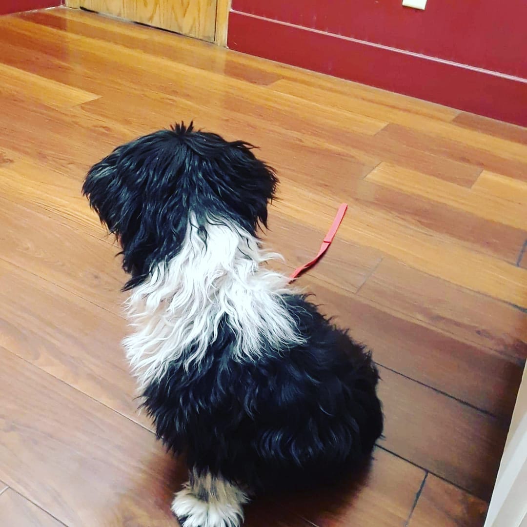 Mr. Oscar the Grouch had his vet appointment! He was so brave and didnt even need a muzzle. He is so silly and learning how to trust again. We love you Oscar♡ <a target='_blank' href='https://www.instagram.com/explore/tags/IPSDR/'>#IPSDR</a> <a target='_blank' href='https://www.instagram.com/explore/tags/seniordogsrock/'>#seniordogsrock</a> <a target='_blank' href='https://www.instagram.com/explore/tags/dogsofinstagram/'>#dogsofinstagram</a> <a target='_blank' href='https://www.instagram.com/explore/tags/shihtzusofinstagram/'>#shihtzusofinstagram</a>  <a target='_blank' href='https://www.instagram.com/explore/tags/adoptdontshop/'>#adoptdontshop</a> <a target='_blank' href='https://www.instagram.com/explore/tags/fosteringsaveslives/'>#fosteringsaveslives</a>