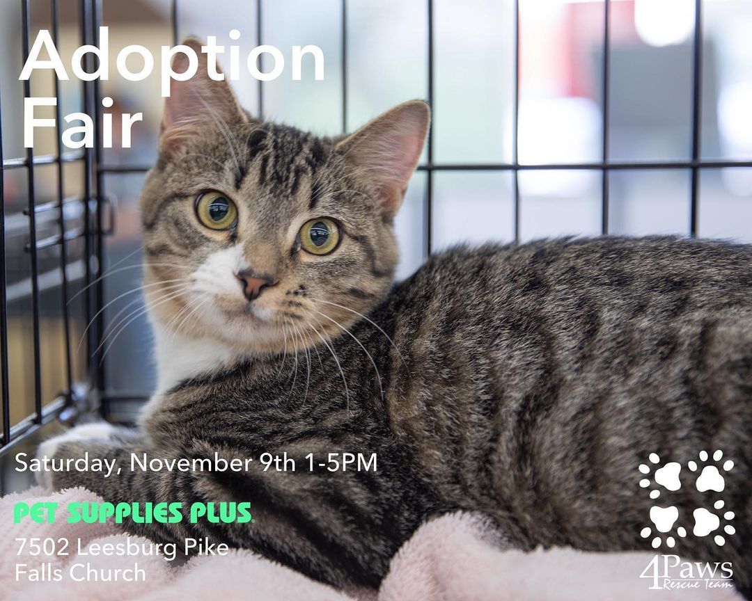 🐈ADOPTION FAIR🐈 Saturday, November 9 from 1-5pm at Pet Supplies Plus Falls Church (7502 Leesburg Pike). Come on out and meet your new furever friend! <a target='_blank' href='https://www.instagram.com/explore/tags/adoptdontshop/'>#adoptdontshop</a> <a target='_blank' href='https://www.instagram.com/explore/tags/adoptdontshop/'>#adoptdontshop</a>🐾 <a target='_blank' href='https://www.instagram.com/explore/tags/petsuppliesplus/'>#petsuppliesplus</a> <a target='_blank' href='https://www.instagram.com/explore/tags/fallschurch/'>#fallschurch</a> <a target='_blank' href='https://www.instagram.com/explore/tags/cat/'>#cat</a> <a target='_blank' href='https://www.instagram.com/explore/tags/cats/'>#cats</a> <a target='_blank' href='https://www.instagram.com/explore/tags/caturday/'>#caturday</a> <a target='_blank' href='https://www.instagram.com/explore/tags/catsofinstagram/'>#catsofinstagram</a>