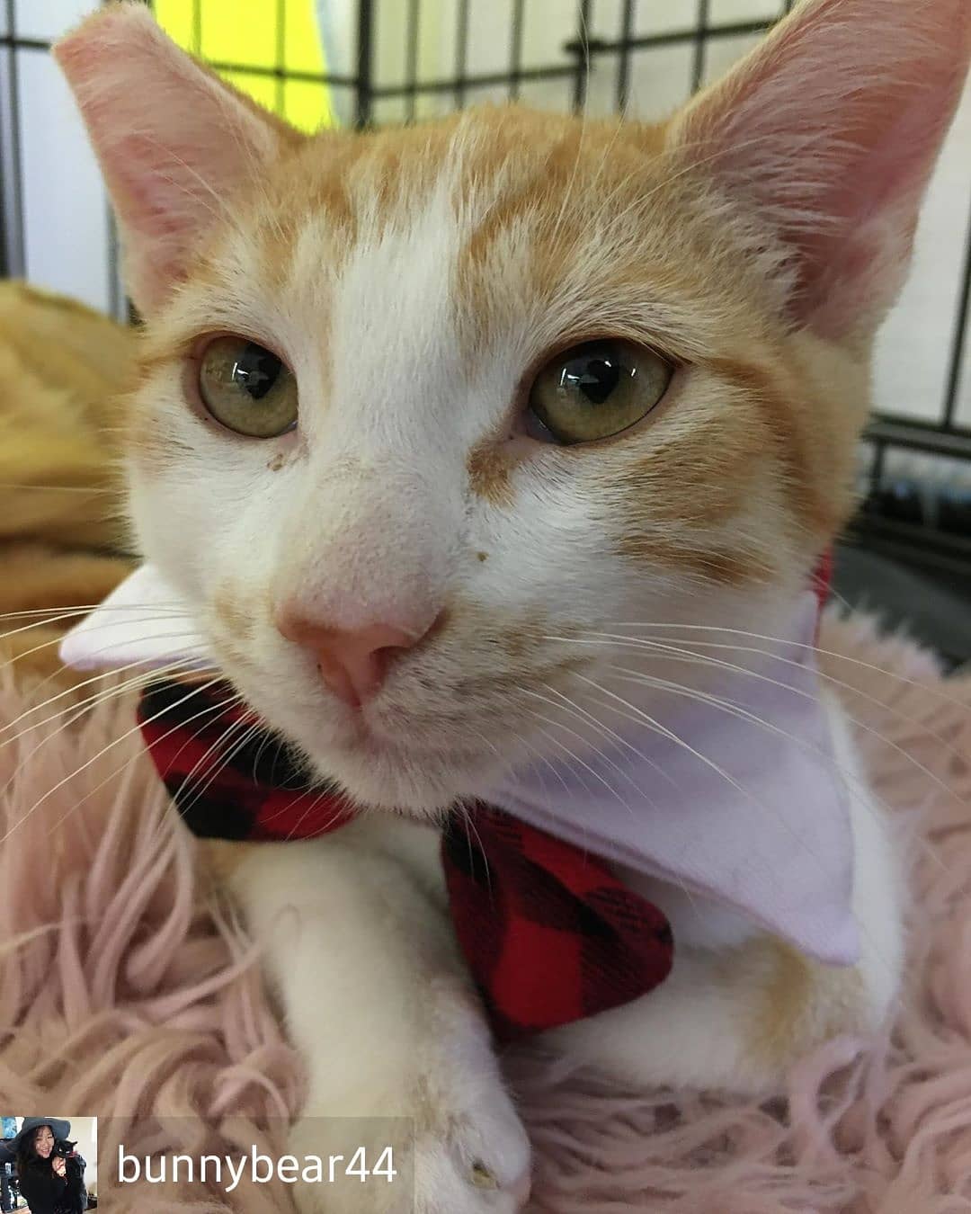 Meet the bachelors!!!! From left to right, Elliott, Pumpkin, Blake, and Kink ❤️❤️❤️ they’re looking for their furrever family. Will they win your heart for Christmas???? - <a target='_blank' href='https://www.instagram.com/explore/tags/regrann/'>#regrann</a>  Reposted from @bunnybear44 (@get_regrann)

Available for adoption on adopt a pet.com! All street rescues and pulled while TNR'ing colonies. Please contact us if you want a handsome guy in your life who will always be there for you and support all the <a target='_blank' href='https://www.instagram.com/explore/tags/tnr/'>#tnr</a> you can do!

<a target='_blank' href='https://www.instagram.com/explore/tags/thetnrproject/'>#thetnrproject</a> <a target='_blank' href='https://www.instagram.com/explore/tags/adoptapet/'>#adoptapet</a> <a target='_blank' href='https://www.instagram.com/explore/tags/petco/'>#petco</a> <a target='_blank' href='https://www.instagram.com/explore/tags/adoptdontshop/'>#adoptdontshop</a> <a target='_blank' href='https://www.instagram.com/explore/tags/foreverlove/'>#foreverlove</a>