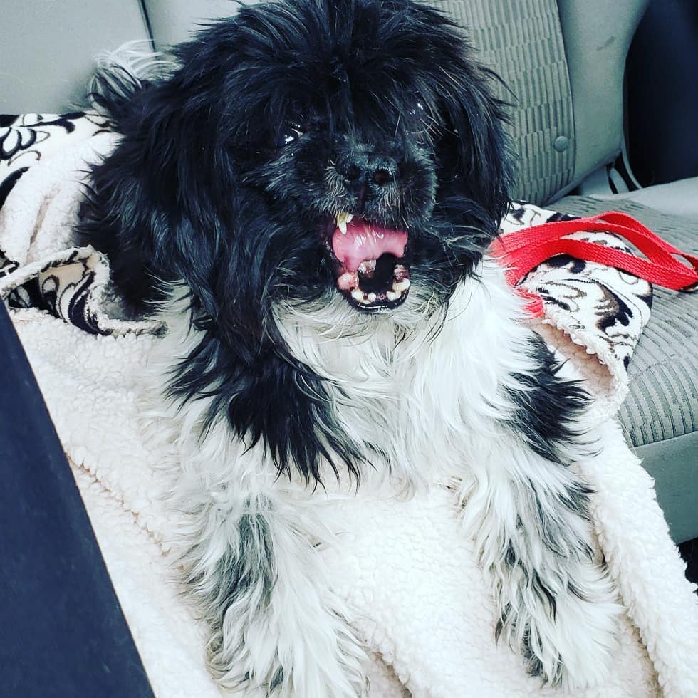 This fabulous little nugget is Oscar♡ he is about 8yrs old and such a cutie. He was found abandoned in the parking lot of <a target='_blank' href='https://www.instagram.com/explore/tags/DDFL/'>#DDFL</a> in early october and has been waiting for some help since then.  <a target='_blank' href='https://www.instagram.com/explore/tags/IPSDR/'>#IPSDR</a> broke him out of there today and he is decompressing in his foster home. He will be seeing our wonderful vet partner soon and getting a spa day!! November is <a target='_blank' href='https://www.instagram.com/explore/tags/adoptaseniormonth/'>#adoptaseniormonth</a> <a target='_blank' href='https://www.instagram.com/explore/tags/adoptdontshop/'>#adoptdontshop</a> <a target='_blank' href='https://www.instagram.com/explore/tags/fosteringsaveslives/'>#fosteringsaveslives</a> <a target='_blank' href='https://www.instagram.com/explore/tags/seniordogsrock/'>#seniordogsrock</a> <a target='_blank' href='https://www.instagram.com/explore/tags/shihtzu/'>#shihtzu</a> <a target='_blank' href='https://www.instagram.com/explore/tags/shihtzusofinstagram/'>#shihtzusofinstagram</a>