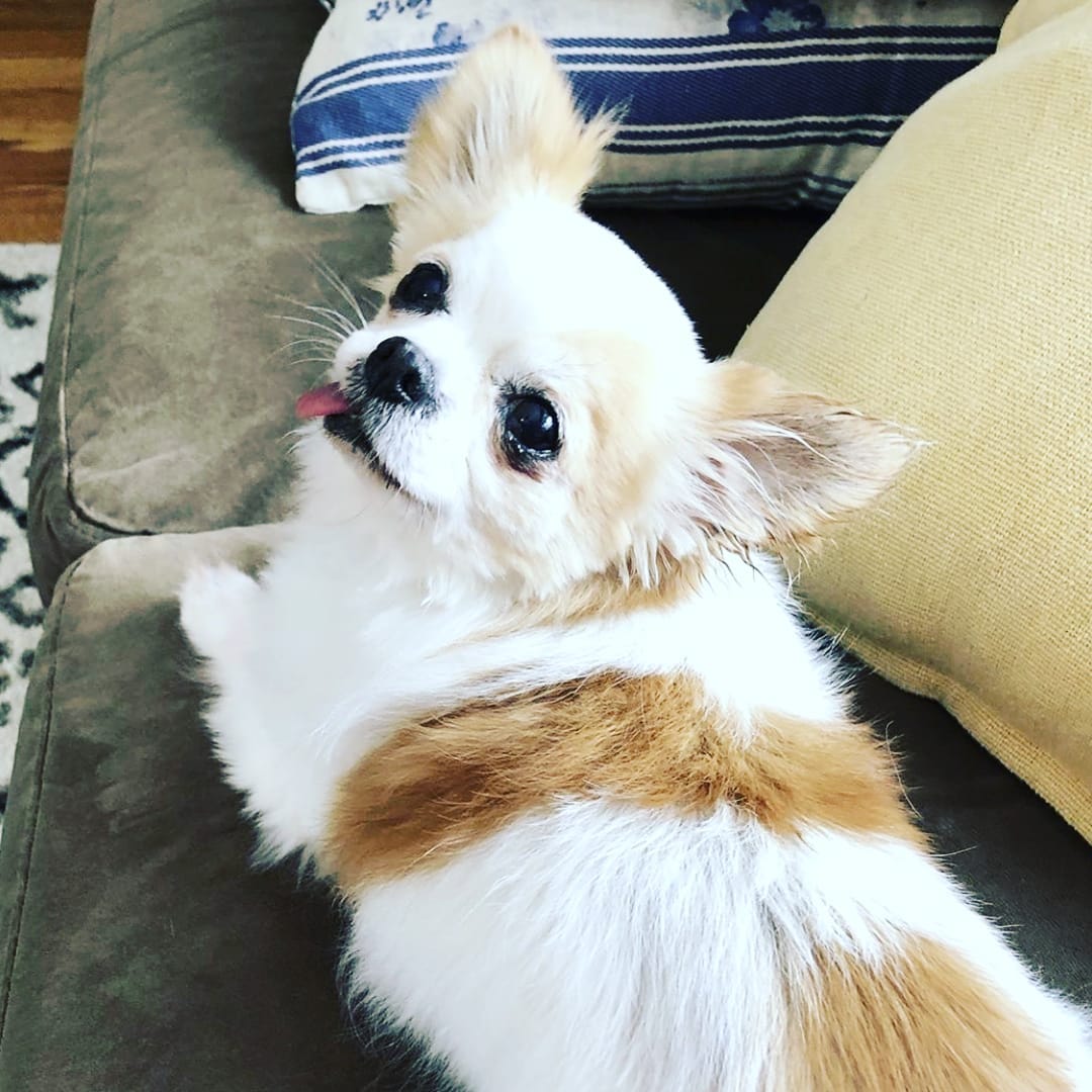 Please help us welcome little miss LuLu to <a target='_blank' href='https://www.instagram.com/explore/tags/IPSDR/'>#IPSDR</a> she is an 11yr old 5lb fuzzy jelly bean with 4ish teeth ahaha she will be available for adoption as soon as she has seen our amazing vet partner. Welcome sweetie <a target='_blank' href='https://www.instagram.com/explore/tags/IPSDR/'>#IPSDR</a> <a target='_blank' href='https://www.instagram.com/explore/tags/seniordogsrock/'>#seniordogsrock</a> <a target='_blank' href='https://www.instagram.com/explore/tags/dogsofinstagram/'>#dogsofinstagram</a> <a target='_blank' href='https://www.instagram.com/explore/tags/adoptdontshop/'>#adoptdontshop</a> <a target='_blank' href='https://www.instagram.com/explore/tags/olddogsrule/'>#olddogsrule</a>