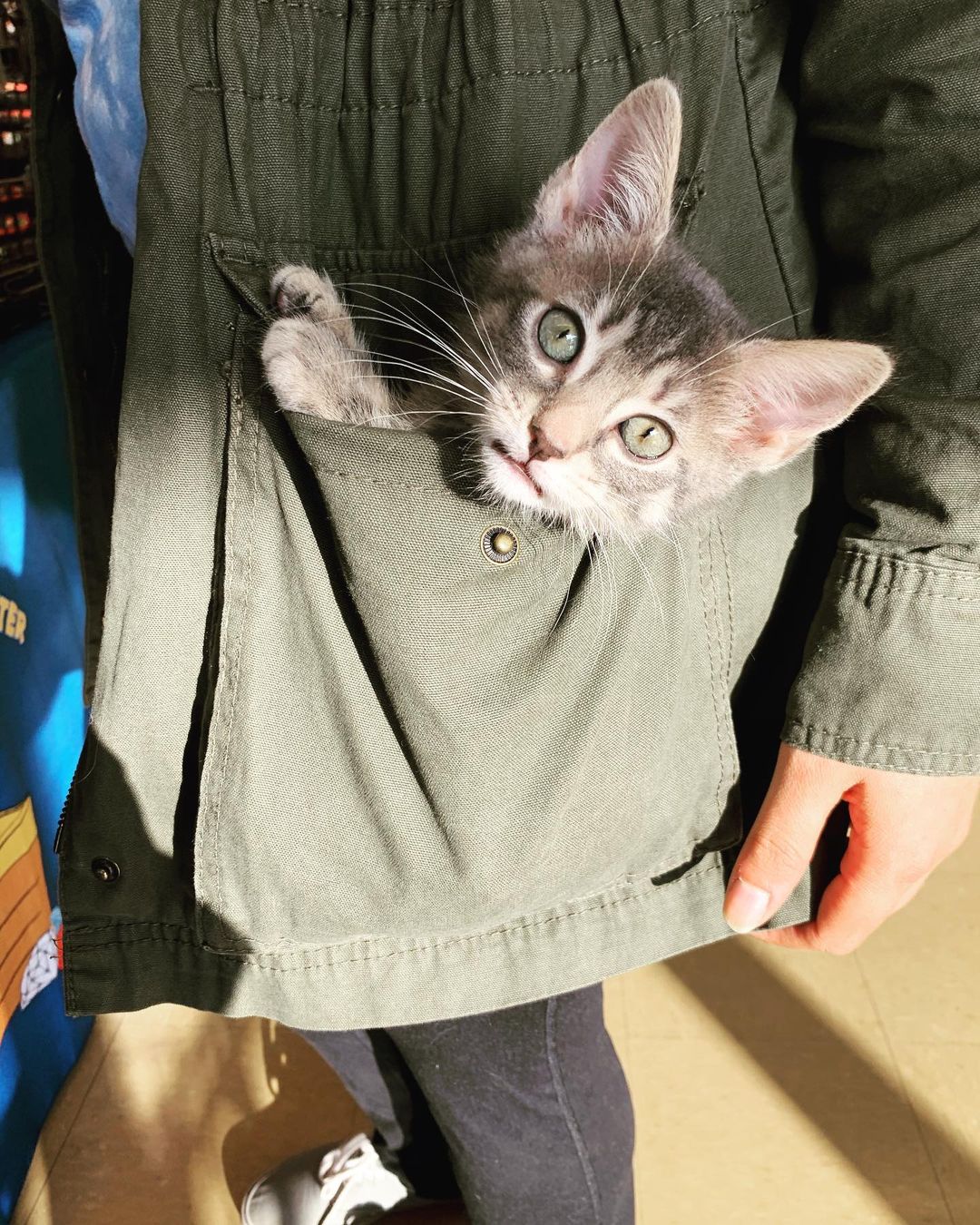 You know how women always want bigger pockets??? THIS IS WHY. <a target='_blank' href='https://www.instagram.com/explore/tags/adoptdontshop/'>#adoptdontshop</a> <a target='_blank' href='https://www.instagram.com/explore/tags/kitten/'>#kitten</a> <a target='_blank' href='https://www.instagram.com/explore/tags/rescue/'>#rescue</a> <a target='_blank' href='https://www.instagram.com/explore/tags/hiddentreasures/'>#hiddentreasures</a> <a target='_blank' href='https://www.instagram.com/explore/tags/hiddentreasuresadoptioncenter/'>#hiddentreasuresadoptioncenter</a>