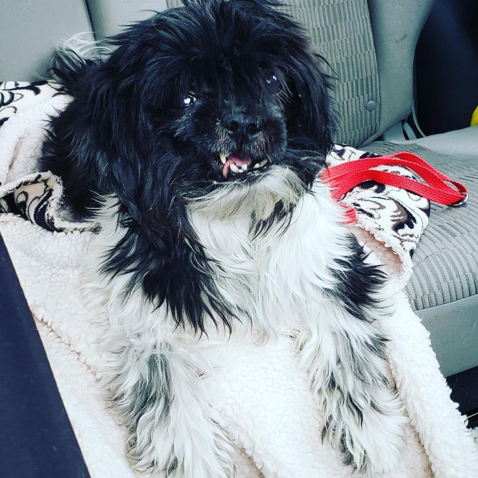 This fabulous little nugget is Oscar♡ he is about 8yrs old and such a cutie. He was found abandoned in the parking lot of <a target='_blank' href='https://www.instagram.com/explore/tags/DDFL/'>#DDFL</a> in early october and has been waiting for some help since then.  <a target='_blank' href='https://www.instagram.com/explore/tags/IPSDR/'>#IPSDR</a> broke him out of there today and he is decompressing in his foster home. He will be seeing our wonderful vet partner soon and getting a spa day!! November is <a target='_blank' href='https://www.instagram.com/explore/tags/adoptaseniormonth/'>#adoptaseniormonth</a> <a target='_blank' href='https://www.instagram.com/explore/tags/adoptdontshop/'>#adoptdontshop</a> <a target='_blank' href='https://www.instagram.com/explore/tags/fosteringsaveslives/'>#fosteringsaveslives</a> <a target='_blank' href='https://www.instagram.com/explore/tags/seniordogsrock/'>#seniordogsrock</a> <a target='_blank' href='https://www.instagram.com/explore/tags/shihtzu/'>#shihtzu</a> <a target='_blank' href='https://www.instagram.com/explore/tags/shihtzusofinstagram/'>#shihtzusofinstagram</a>