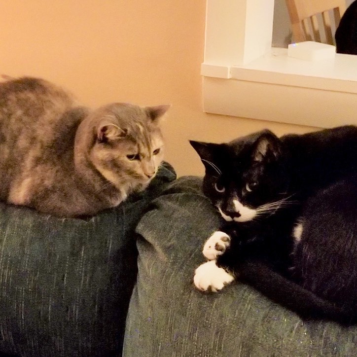 Former FA kitties, Veruca and Piano Jazz!
They are enjoying the good life together in their forever home!