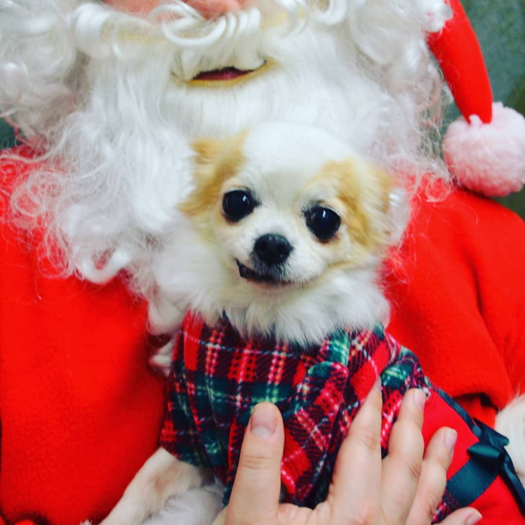 Our special little Miss LuLu is officially on her 30 day trial adoption! Here are her Santa photos and a picture of her with her new mama! <a target='_blank' href='https://www.instagram.com/explore/tags/IPSDR/'>#IPSDR</a> <a target='_blank' href='https://www.instagram.com/explore/tags/seniordogsrock/'>#seniordogsrock</a> <a target='_blank' href='https://www.instagram.com/explore/tags/dogsofinstagram/'>#dogsofinstagram</a> <a target='_blank' href='https://www.instagram.com/explore/tags/adoptdontshop/'>#adoptdontshop</a> <a target='_blank' href='https://www.instagram.com/explore/tags/olddogsrule/'>#olddogsrule</a> <a target='_blank' href='https://www.instagram.com/explore/tags/fosteringsaveslives/'>#fosteringsaveslives</a>