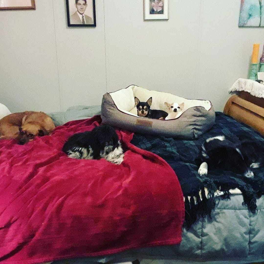 Oscar the grouch decided today was the day! He got up on the couch to spend some time with his foster siblings and then he would get on foster mama's LAP on the big bed!! Eeekkk GO Oscar!! <a target='_blank' href='https://www.instagram.com/explore/tags/IPSDR/'>#IPSDR</a> <a target='_blank' href='https://www.instagram.com/explore/tags/seniordogsrock/'>#seniordogsrock</a> <a target='_blank' href='https://www.instagram.com/explore/tags/dogsofinstagram/'>#dogsofinstagram</a> <a target='_blank' href='https://www.instagram.com/explore/tags/shihtzusofinstagram/'>#shihtzusofinstagram</a>  <a target='_blank' href='https://www.instagram.com/explore/tags/fosteringsaveslives/'>#fosteringsaveslives</a> <a target='_blank' href='https://www.instagram.com/explore/tags/adoptdontshop/'>#adoptdontshop</a>