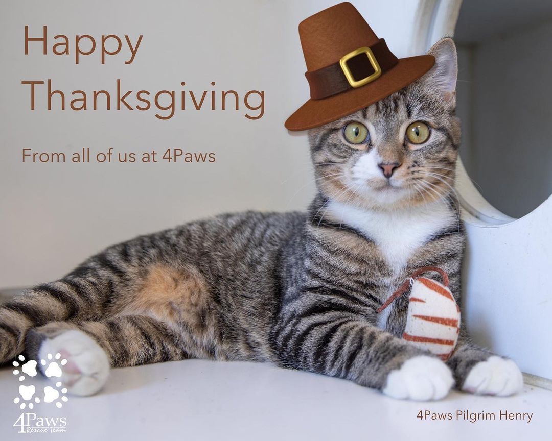 🦃Happy Thanksgiving from all of us at 4Paws! 🦃 
<a target='_blank' href='https://www.instagram.com/explore/tags/thanksgiving/'>#thanksgiving</a> <a target='_blank' href='https://www.instagram.com/explore/tags/cat/'>#cat</a> <a target='_blank' href='https://www.instagram.com/explore/tags/adoptdontshop/'>#adoptdontshop</a>