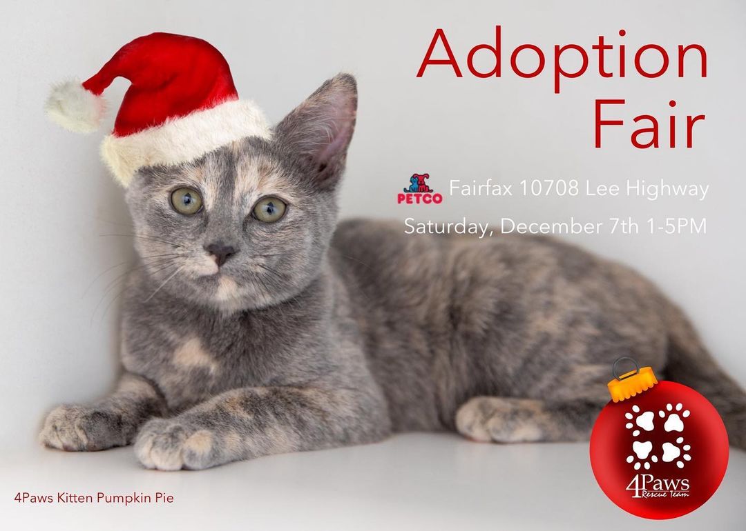 ☃️CAT ADOPTION FAIR☃️ Saturday, December 7 from 1-5pm at Petco Fairfax (10708 Lee Hwy). We will have lots of cats and kittens available, so come on out and meet your new family member! 😺 <a target='_blank' href='https://www.instagram.com/explore/tags/adoptdontshop/'>#adoptdontshop</a> <a target='_blank' href='https://www.instagram.com/explore/tags/fairfax/'>#fairfax</a> <a target='_blank' href='https://www.instagram.com/explore/tags/petco/'>#petco</a> <a target='_blank' href='https://www.instagram.com/explore/tags/cat/'>#cat</a> <a target='_blank' href='https://www.instagram.com/explore/tags/cats/'>#cats</a> <a target='_blank' href='https://www.instagram.com/explore/tags/catsofinstagram/'>#catsofinstagram</a> <a target='_blank' href='https://www.instagram.com/explore/tags/caturday/'>#caturday</a> <a target='_blank' href='https://www.instagram.com/explore/tags/adoptdontbuy/'>#adoptdontbuy</a> <a target='_blank' href='https://www.instagram.com/explore/tags/adoptdontshop/'>#adoptdontshop</a>🐾 <a target='_blank' href='https://www.instagram.com/explore/tags/kittens/'>#kittens</a>