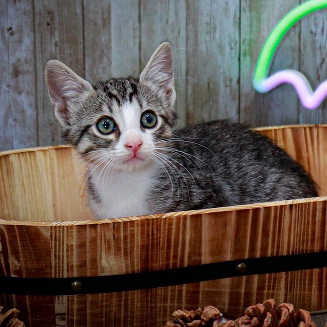 Tim is a part of Callie's litter. He is the grey and white tabby and loves to cuddle!
His litter mates are (Lee, Wesley, Dustin, and Buddy) who are also on Petfinder. Are you ready to take this cute cuddle buddy home with you?  <a target='_blank' href='https://www.instagram.com/explore/tags/adopt/'>#adopt</a> <a target='_blank' href='https://www.instagram.com/explore/tags/adoption/'>#adoption</a> <a target='_blank' href='https://www.instagram.com/explore/tags/texas/'>#texas</a> <a target='_blank' href='https://www.instagram.com/explore/tags/cat/'>#cat</a> <a target='_blank' href='https://www.instagram.com/explore/tags/cats/'>#cats</a> <a target='_blank' href='https://www.instagram.com/explore/tags/catsofinstagram/'>#catsofinstagram</a> <a target='_blank' href='https://www.instagram.com/explore/tags/rescue/'>#rescue</a> <a target='_blank' href='https://www.instagram.com/explore/tags/nonprofit/'>#nonprofit</a> <a target='_blank' href='https://www.instagram.com/explore/tags/texasadoption/'>#texasadoption</a> <a target='_blank' href='https://www.instagram.com/explore/tags/DFWrescue/'>#DFWrescue</a>