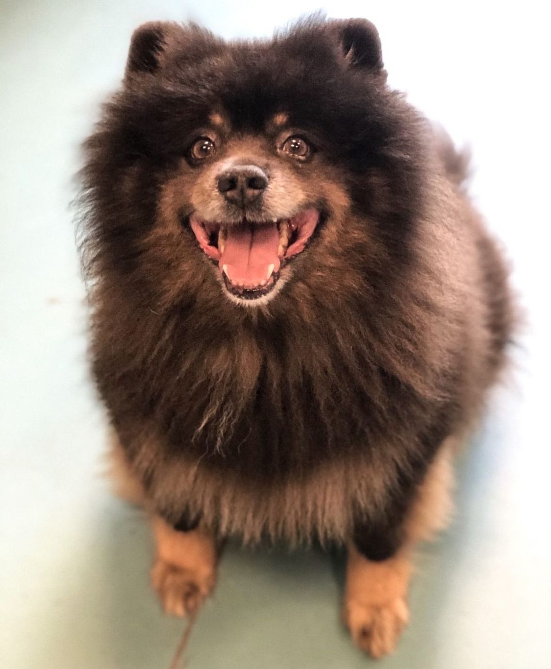 Looking to add a new furry addition to your family? Then say hi to Gizmo! Gizmo is a 9 year old pup whose love of people is even bigger than his fluff. He would enjoy brief walks around the block and comfy beds to nap in. Gizmo is a fancy guy who enjoys the finer treats in life.  He would do well in a house with dogs, cats, and kids! Come by and meet Gizmo today, we know you can't resist his adorable smile!