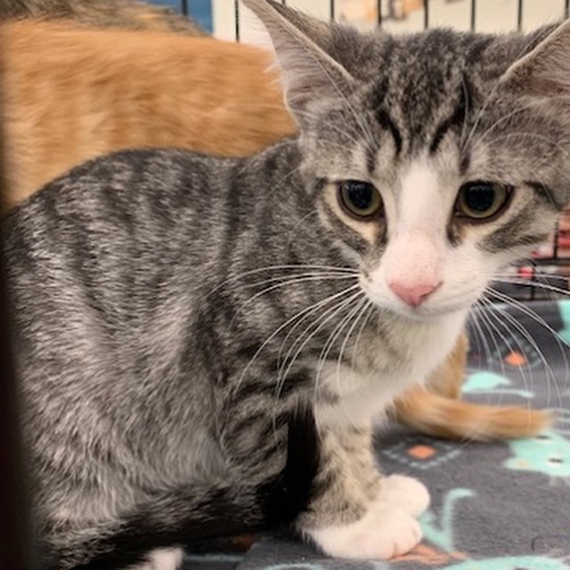 Tim is a part of Callie's litter. He is the grey and white tabby and loves to cuddle!
His litter mates are (Lee, Wesley, Dustin, and Buddy) who are also on Petfinder. Are you ready to take this cute cuddle buddy home with you?  <a target='_blank' href='https://www.instagram.com/explore/tags/adopt/'>#adopt</a> <a target='_blank' href='https://www.instagram.com/explore/tags/adoption/'>#adoption</a> <a target='_blank' href='https://www.instagram.com/explore/tags/texas/'>#texas</a> <a target='_blank' href='https://www.instagram.com/explore/tags/cat/'>#cat</a> <a target='_blank' href='https://www.instagram.com/explore/tags/cats/'>#cats</a> <a target='_blank' href='https://www.instagram.com/explore/tags/catsofinstagram/'>#catsofinstagram</a> <a target='_blank' href='https://www.instagram.com/explore/tags/rescue/'>#rescue</a> <a target='_blank' href='https://www.instagram.com/explore/tags/nonprofit/'>#nonprofit</a> <a target='_blank' href='https://www.instagram.com/explore/tags/texasadoption/'>#texasadoption</a> <a target='_blank' href='https://www.instagram.com/explore/tags/DFWrescue/'>#DFWrescue</a>